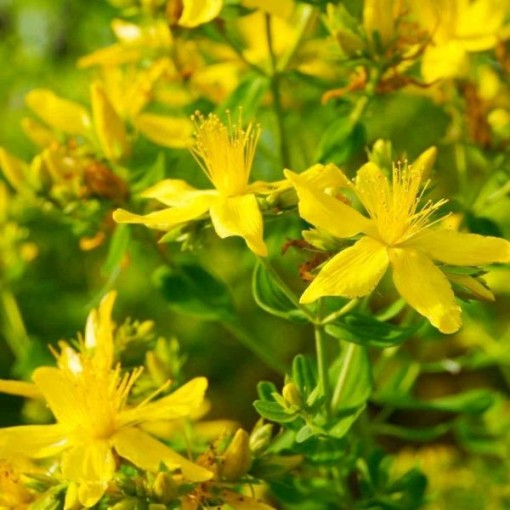 St John's Wort