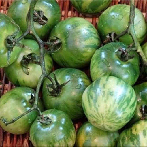 Vernissage Green Tomato