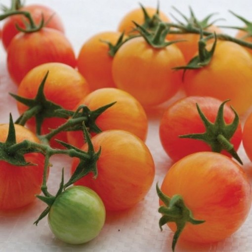 Tropical Sunset Tomato