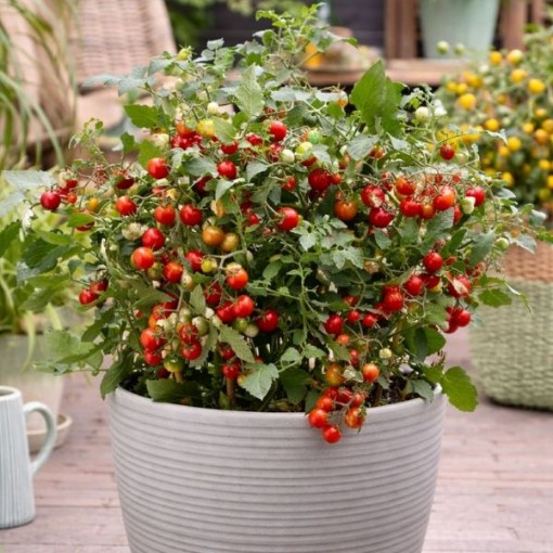 Tiny Temptations Red Tomato