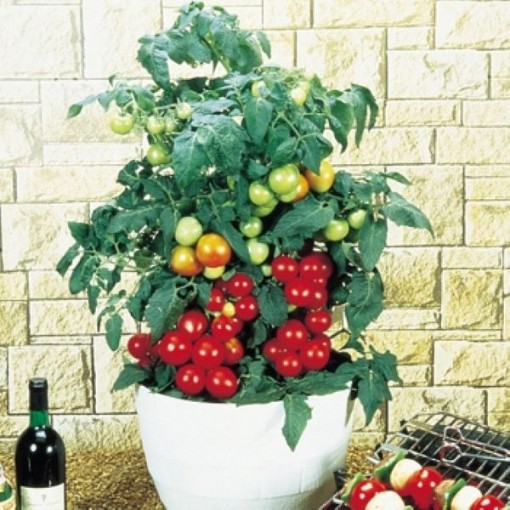 Totem Improved Tomato