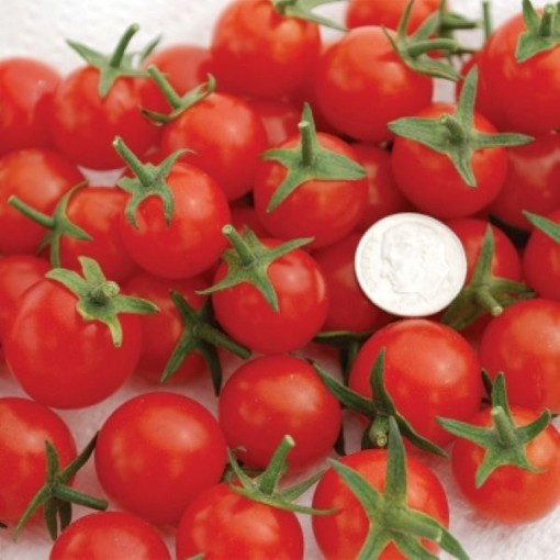 Sweet Aperitif Tomato