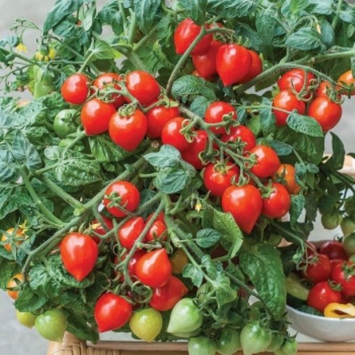 Sweet Valentines Tomato