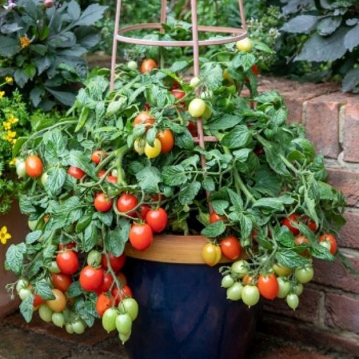 Summer Dew Tomato