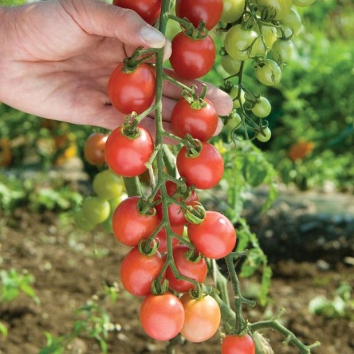 Sunpeach Tomato