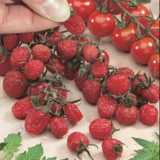 Sun Dried Cherry Tomato