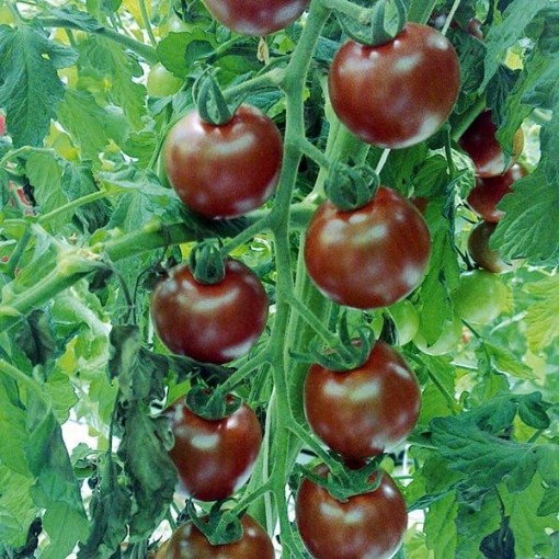 Sunchocola Tomato