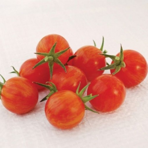 Sparky XSL Tomato