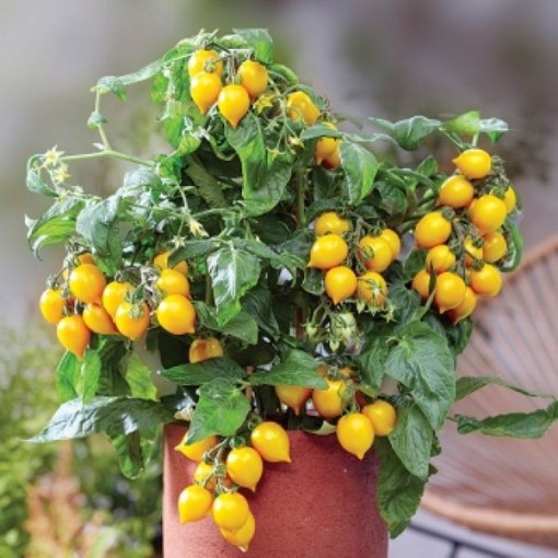 Heartbreakers Dora Yellow Tomato