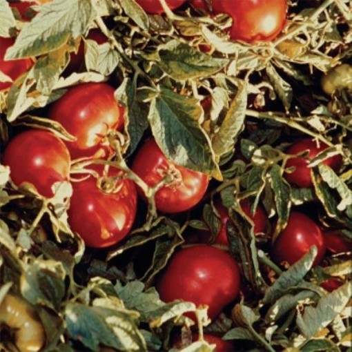 Heinz 1370 Tomato