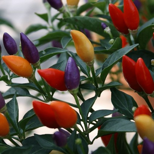 Chinese Five Color Peppers