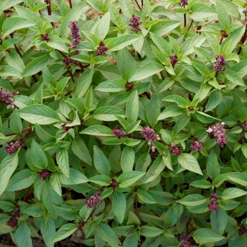 Thai Basil