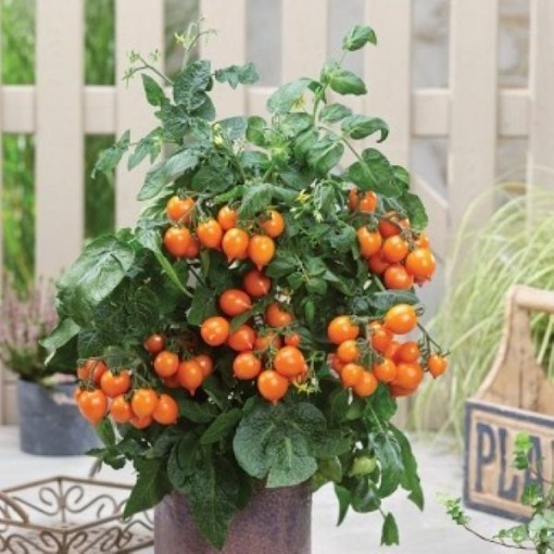 Heartbreakers Dora Orange Tomato