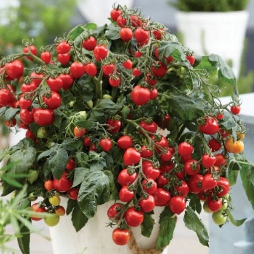 Heartbreakers Dora Red Tomato