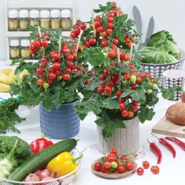 Heartbreakers Twiggy Red Tomato Seeds