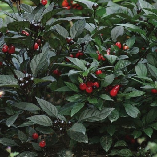 Black Pearl Peppers
