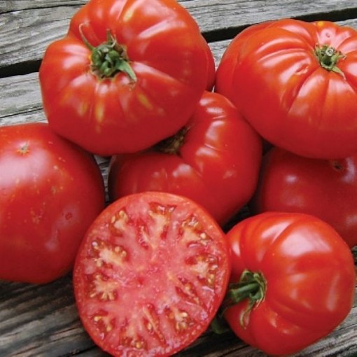 Kanner Hoell Tomato