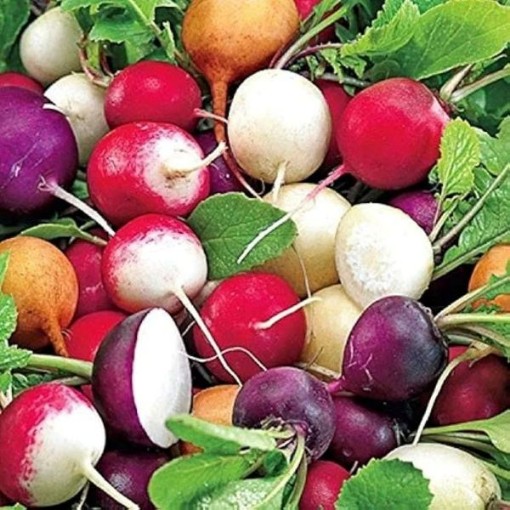 Gourmet Blend Radishes