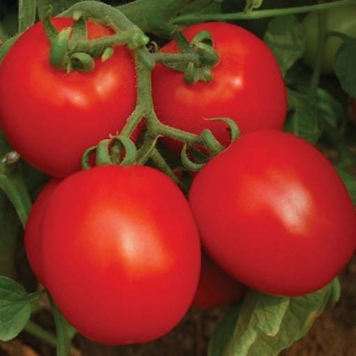 Invincible Tomato