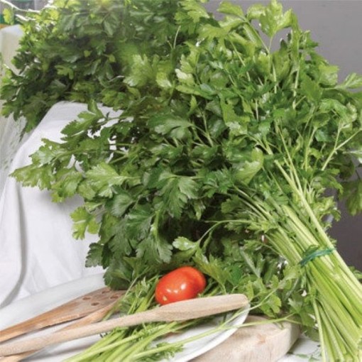 Gigante Catalogno Parsley