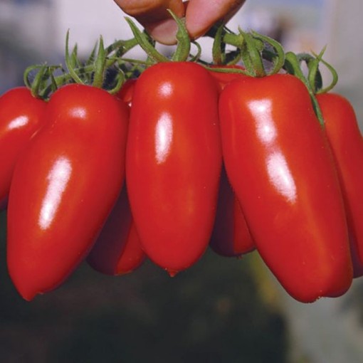 Pozzano Tomato