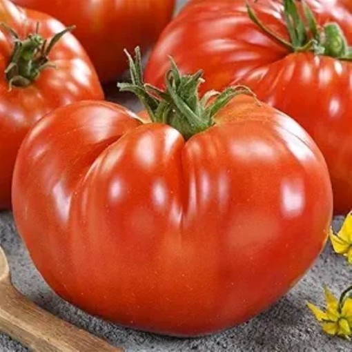 Giant Red Beefsteak Tomato