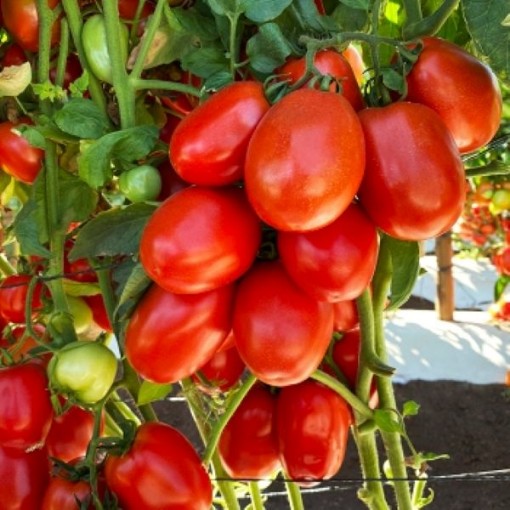 Inca Tomato