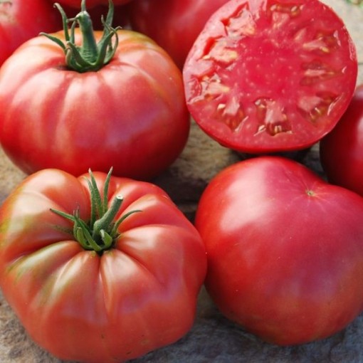 Mrs Maxwell's Big Italian Tomato