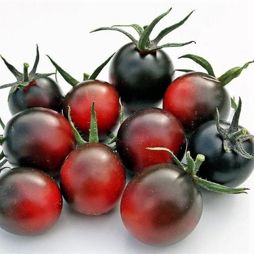 Indigo Dancing with Smurfs Tomato
