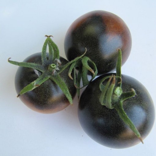 Indigo Blue Chocolate Tomato