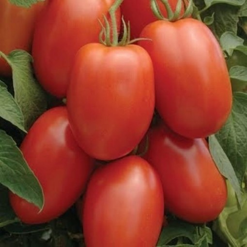 Picus Tomato