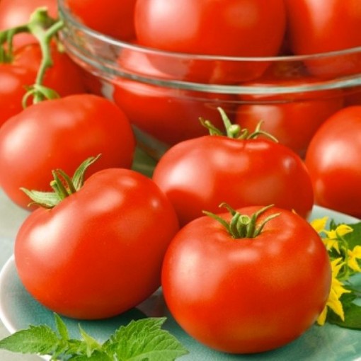 Horizon Tomato