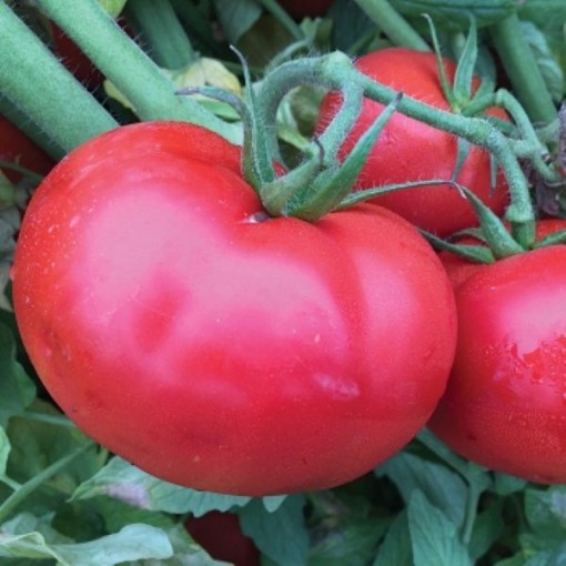 Sheryl Tomato