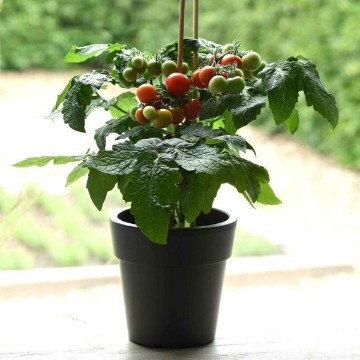 Kitchen Minis Siam Tomato Seeds