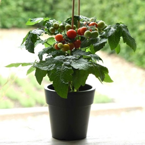Kitchen Minis Siam Tomato Seeds