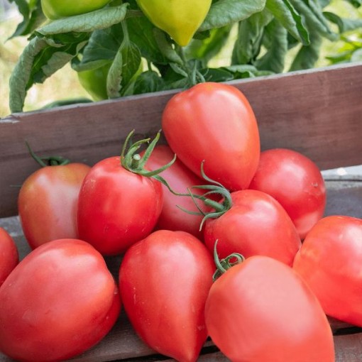 Rugby Tomato
