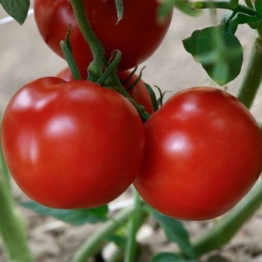 RuBee Dawn Tomato
