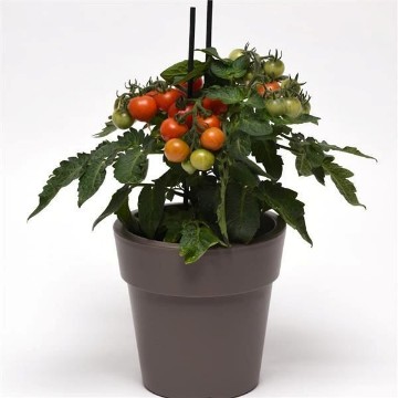 Kitchen Minis Red Velvet Tomato Seeds