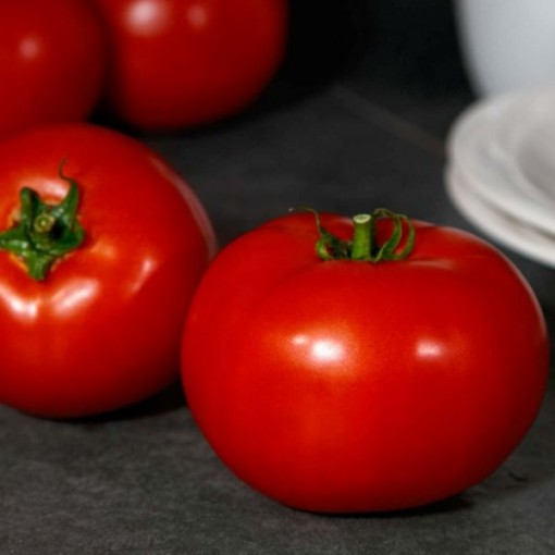Red Snapper Tomato