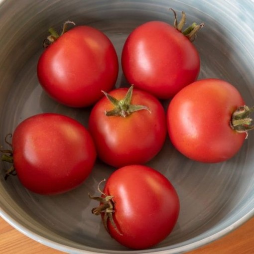 Red Racer Tomato