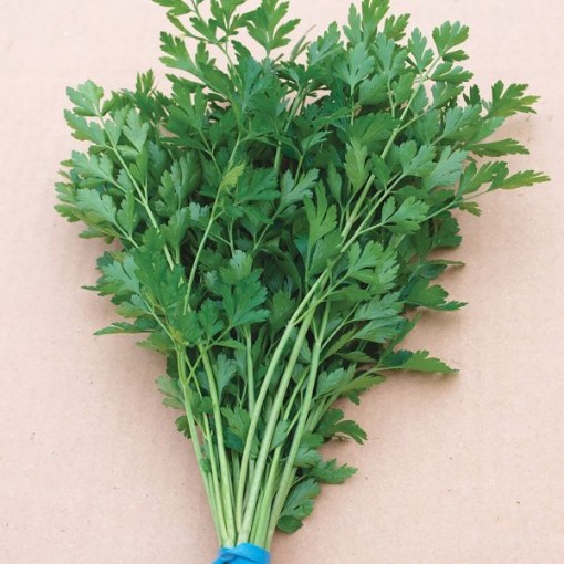 Italian Dark Green Parsley
