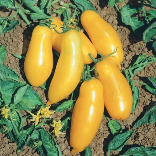 Banana Legs Tomato