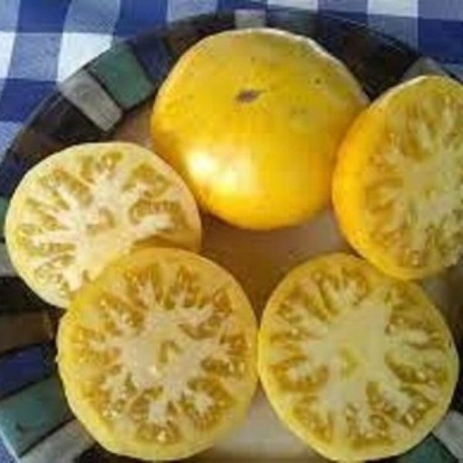 Basinga Tomato