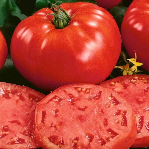 Beefsteak Indeterminate Tomato