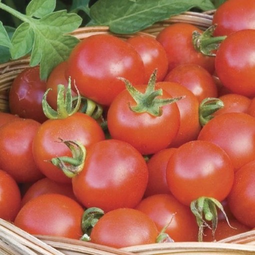 Baxter's Early Bush Tomato