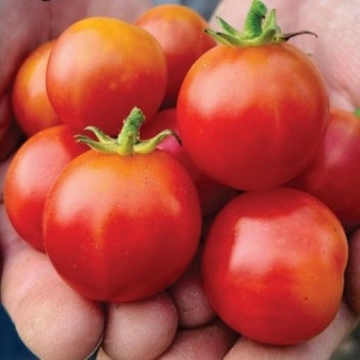 Bi-Color Cherry Tomato