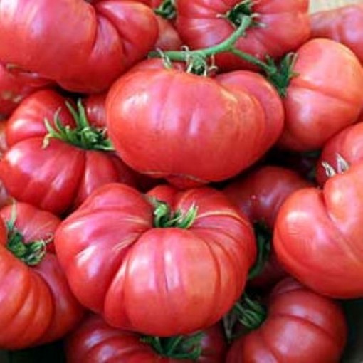 Big Raspberry Tomato