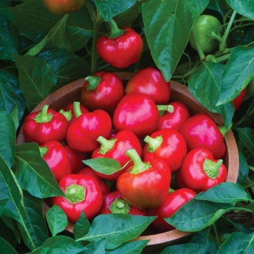 Cherry Stuffer Peppers