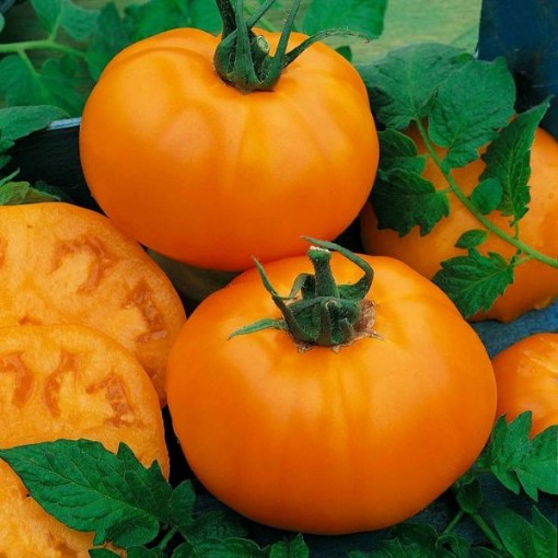 Chef's Choice Orange Tomato