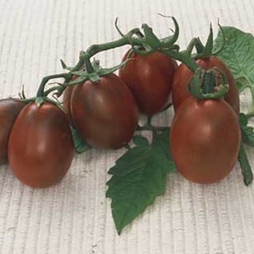 Black Plum Tomato